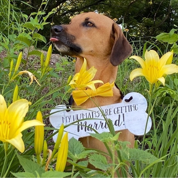 My Humans Are Getting Married Dog Sign - Picture 2 of 7